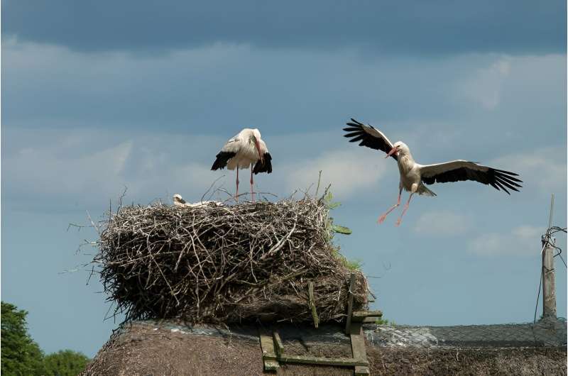 Northeastern Europe has o<em></em>nly been 'stork country' for a few centuries, study reveals