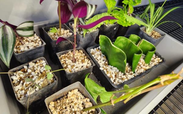 Indoor plants growing in one of the labs