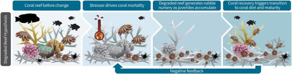 Degraded reef hypothesis f<em></em>ramework. Graphic from research paper.