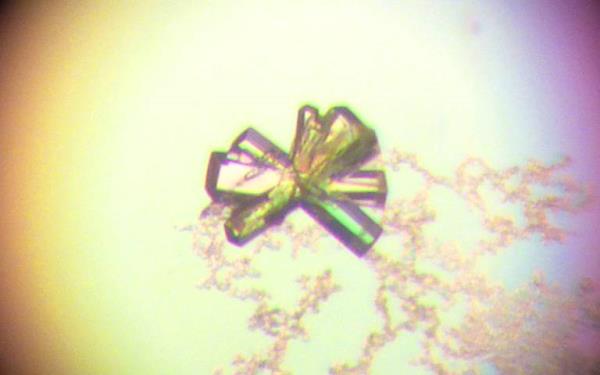 Crystal of the 4C i-motif, used in X-ray experiments